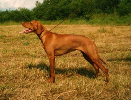 Image of Herceghalmi Panda Brenda