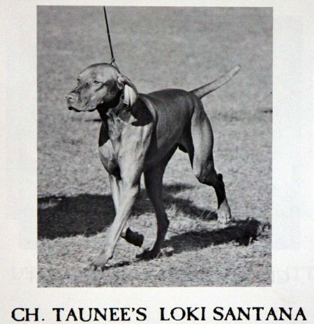 Image of Taunee's Loki Santana