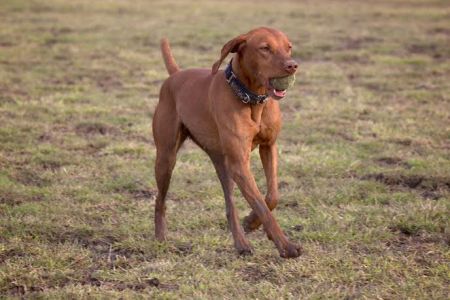 Image of Creme de la Creme Brulee