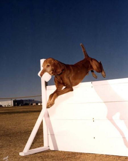 Image of Cariad's Kutya Kai Costa