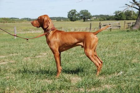 Image of Vitesse Rce Lovingly Remembered