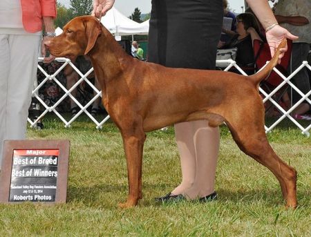 Image of Dezertfyre's Blue Thunder