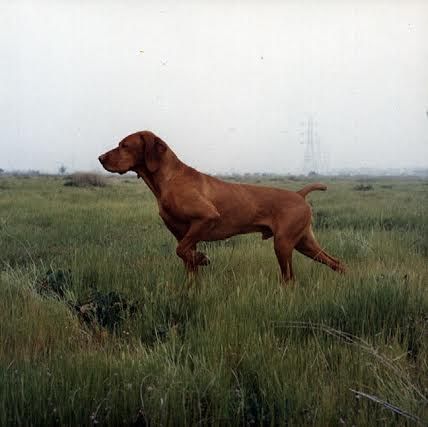 Image of Arco's Arco