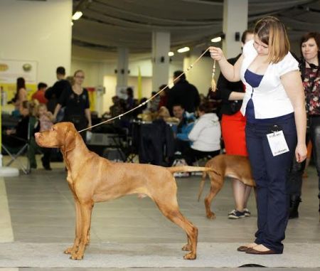 Image of Andzar Imperial Yantar