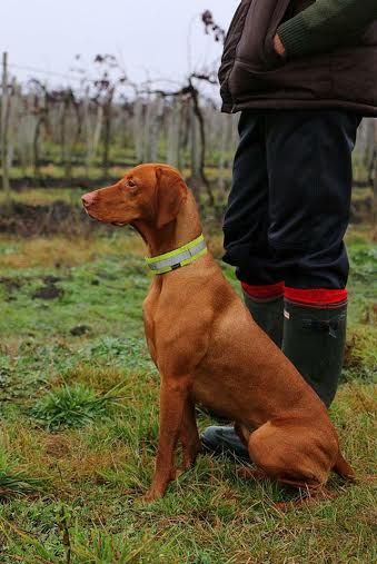 Image of Ami Angel z Jirgalova Dvora