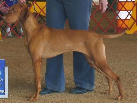 Image of Ky's Wynn'n Fantasy Maker