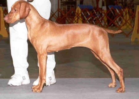 Image of Titan's Dream Chaser