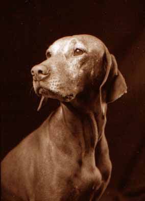 Image of Fantazsa's Countrysport