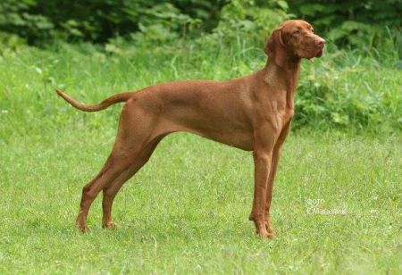 Image of Bon Pari Kievskie Kashtany