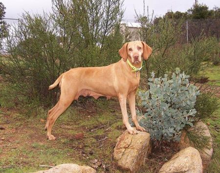 Image of Reddog Ranch Tahoe