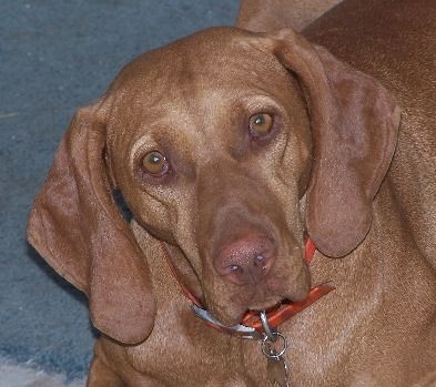 Image of Reddog Ranch Tahoe