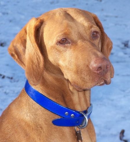 Image of Rab Lali Reddog Ranch Tacoma