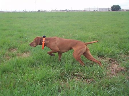 Image of Finn Maccool's Fergus