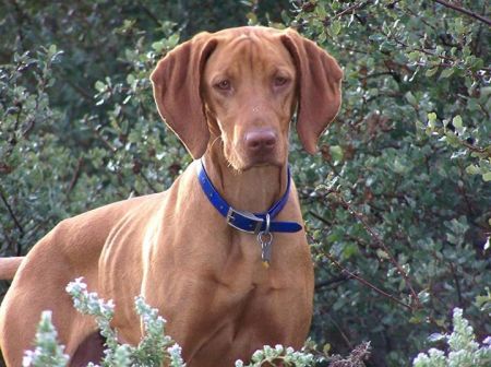 Image of Reddog Ranch Zuriah
