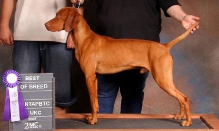 Image of Lionhounds Valentines Sir Prize