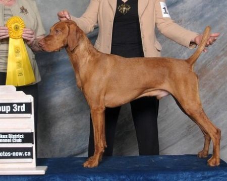 Image of Toldin's Rip Red Magic