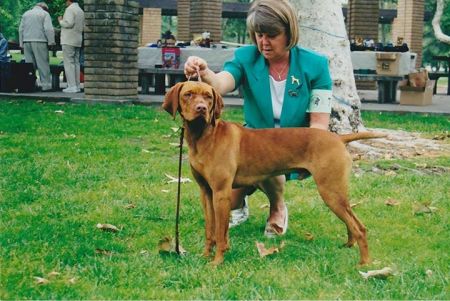 Image of Reddog Ranch Jericho Kiralyi