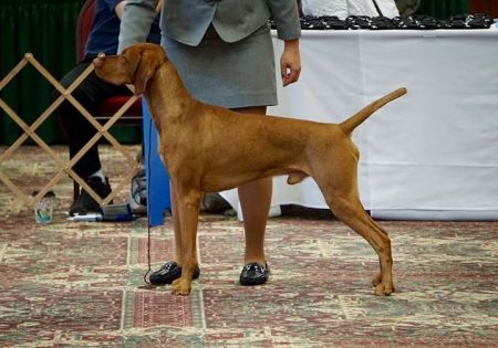 Image of Rhapsody In Hot Pursuit