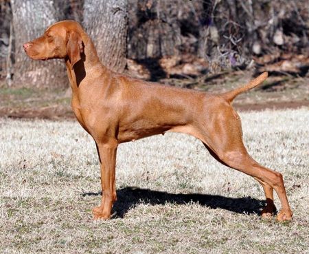 Image of Renaissance Wild About Chocolate