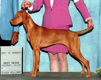 Image of Renaissance Faire Maiden