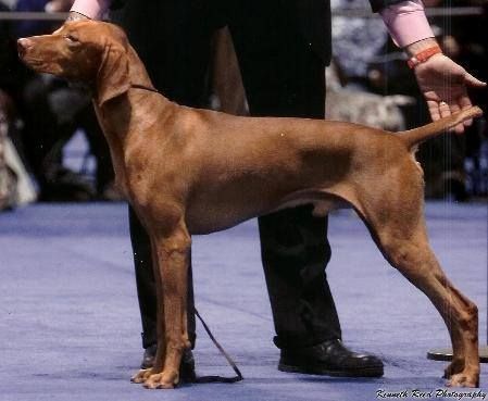 Image of Linmar's Brambles-N-Brier