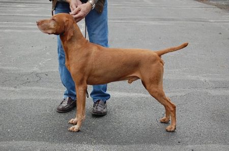 Image of Ankerdale's Zsemle Szerenyi