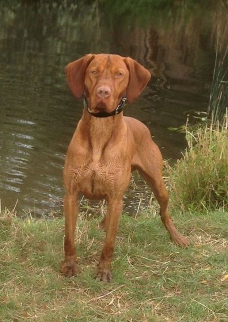 Image of Pitypang Frater of Gunfield