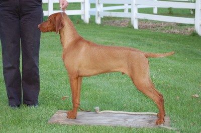 Image of Paradox Hunt N For Gunfield