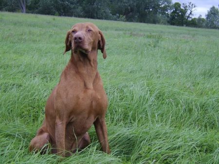 Image of Sugár Báro of Gunfield