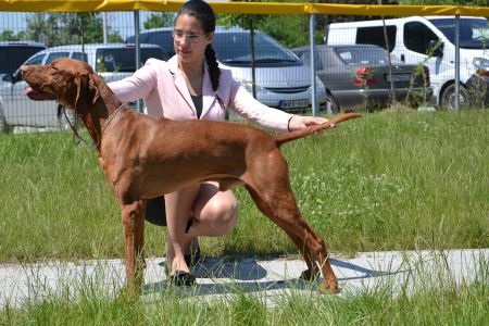 Image of Pitypang Fityisz