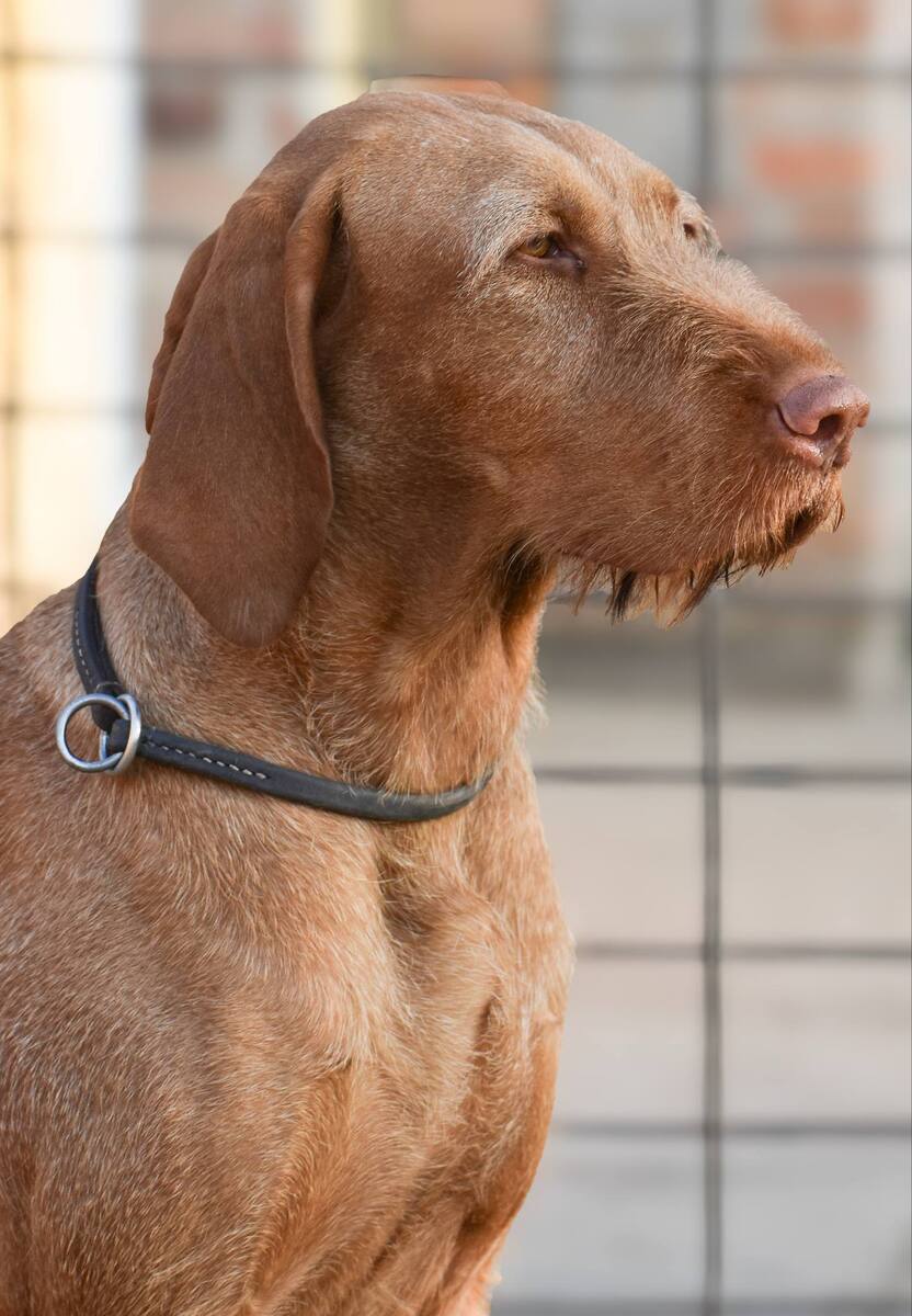 Image of Dolgos-Nimród Luca