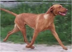 Image of Pitypang Nemes Hera of Gunfield