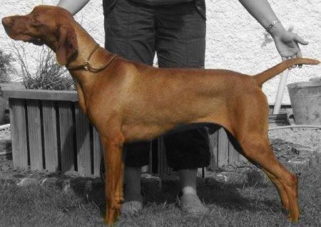 Image of Paradox Hunt N For Gunfield