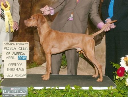 Image of Pitypang Csáko