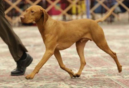 Image of Pitypang Csáko