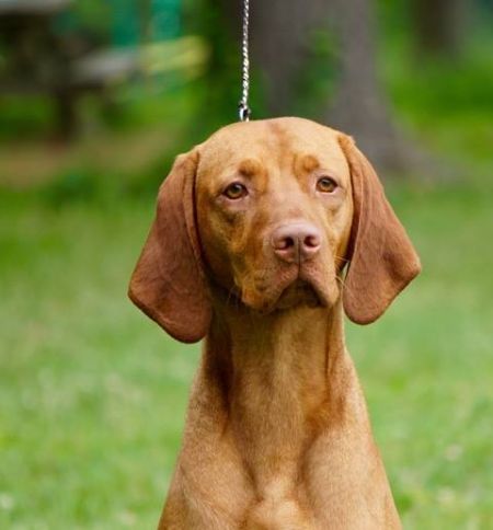 Image of Rhapsody's Greased Lightning