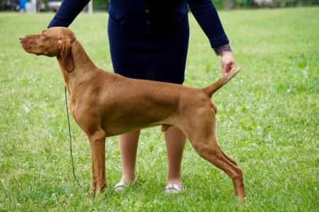 Image of Rhapsody's Greased Lightning