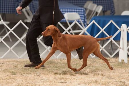 Image of Fire Mountain Wild Poppy