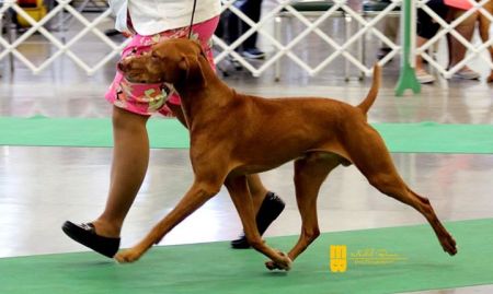 Image of Mira's Peacemaker