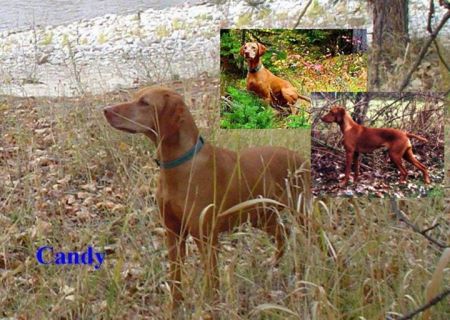 Image of Jaybren's Szabina Czukros