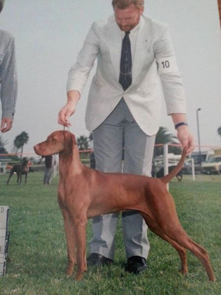 Image of Surfstone Jaybren's Szeppe