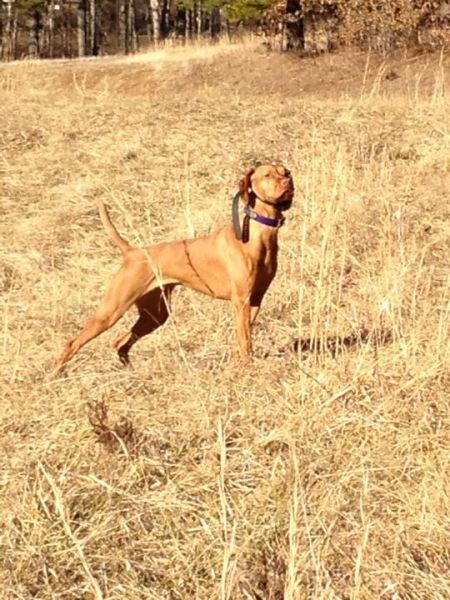 Image of Kick Em Up Kimber