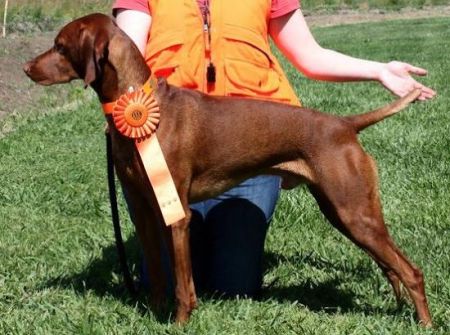 Image of Aristo's Sawyer Gonna Love Me