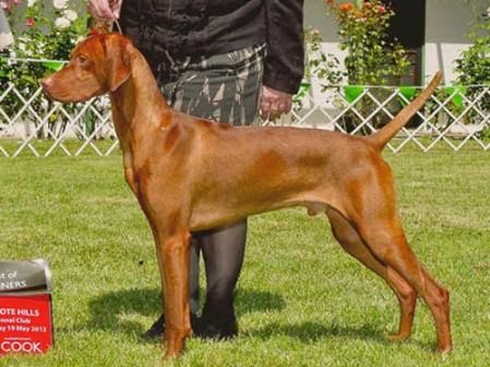 Image of Red Diamond Gypsy Pizzazz