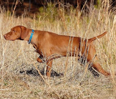 Image of Dynata's Bound To Huntmore