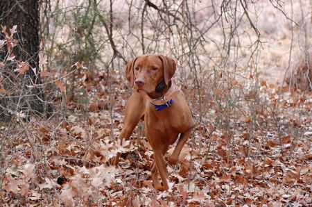 Image of Dynata's Bound To Huntmore