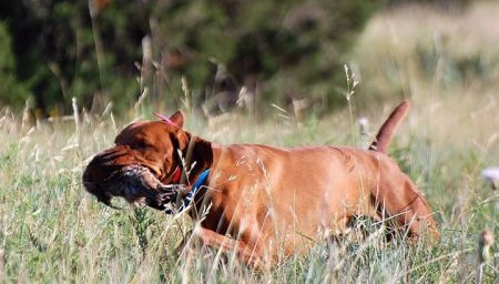 Image of Dynata's Bound To Huntmore