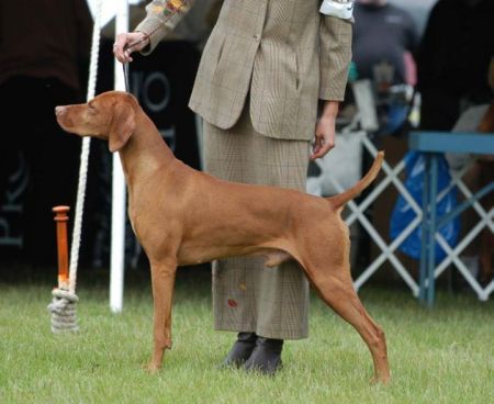 Image of Jnek's King Ralph