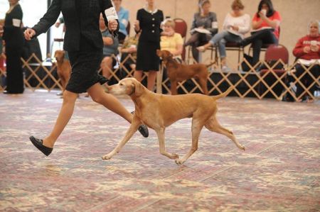 Image of Jnek's King Ralph