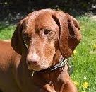 Image of Sassafras Gabriela's Noble Reverie